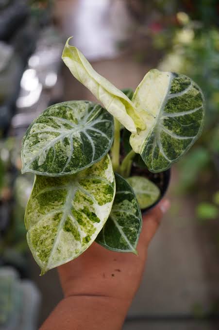 Alocasia Ninja Aurea
