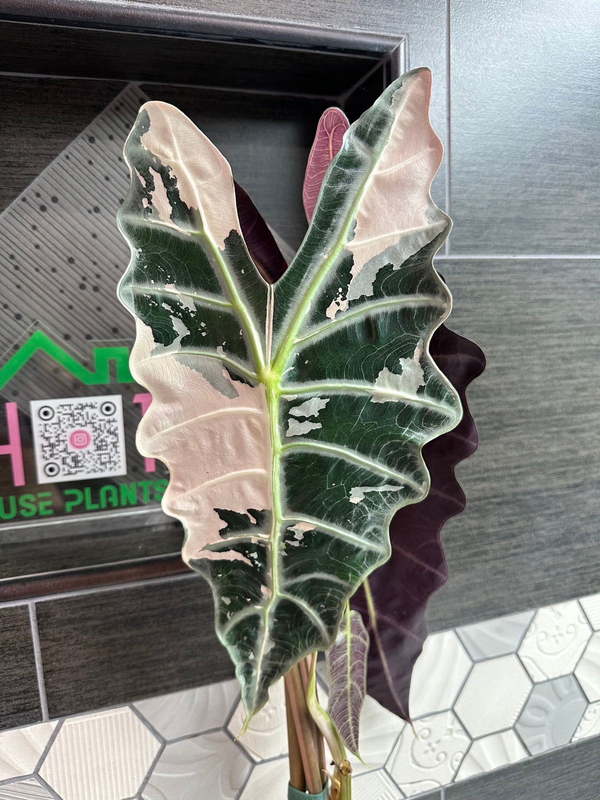 Alocasia Sanderiana Pink -Plant A