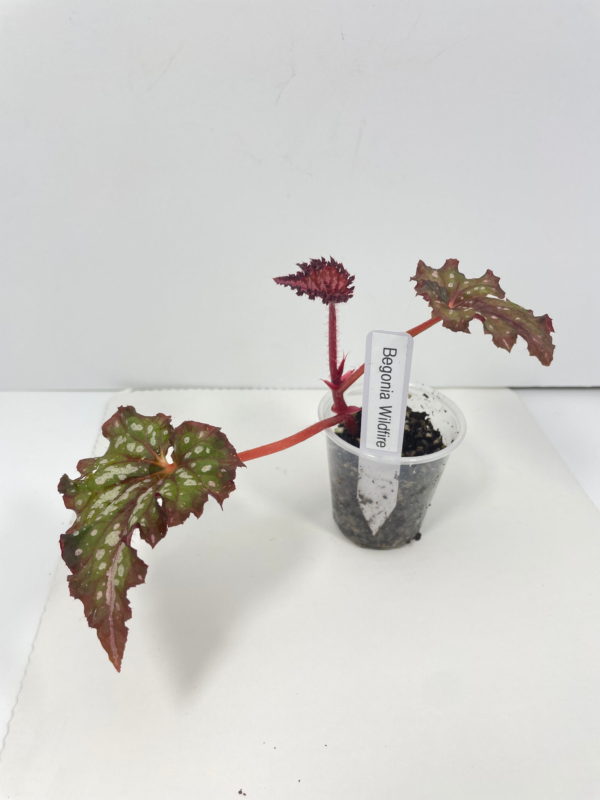 Begonia Wildfire