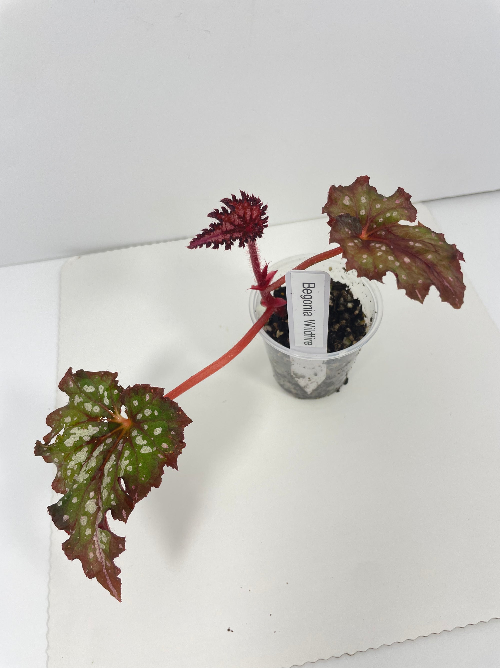 Begonia Wildfire