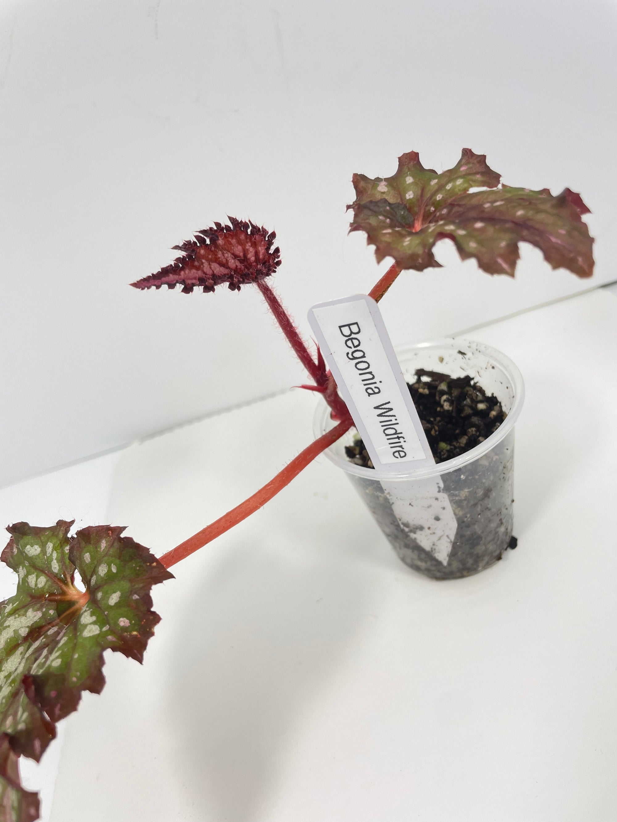 Begonia Wildfire