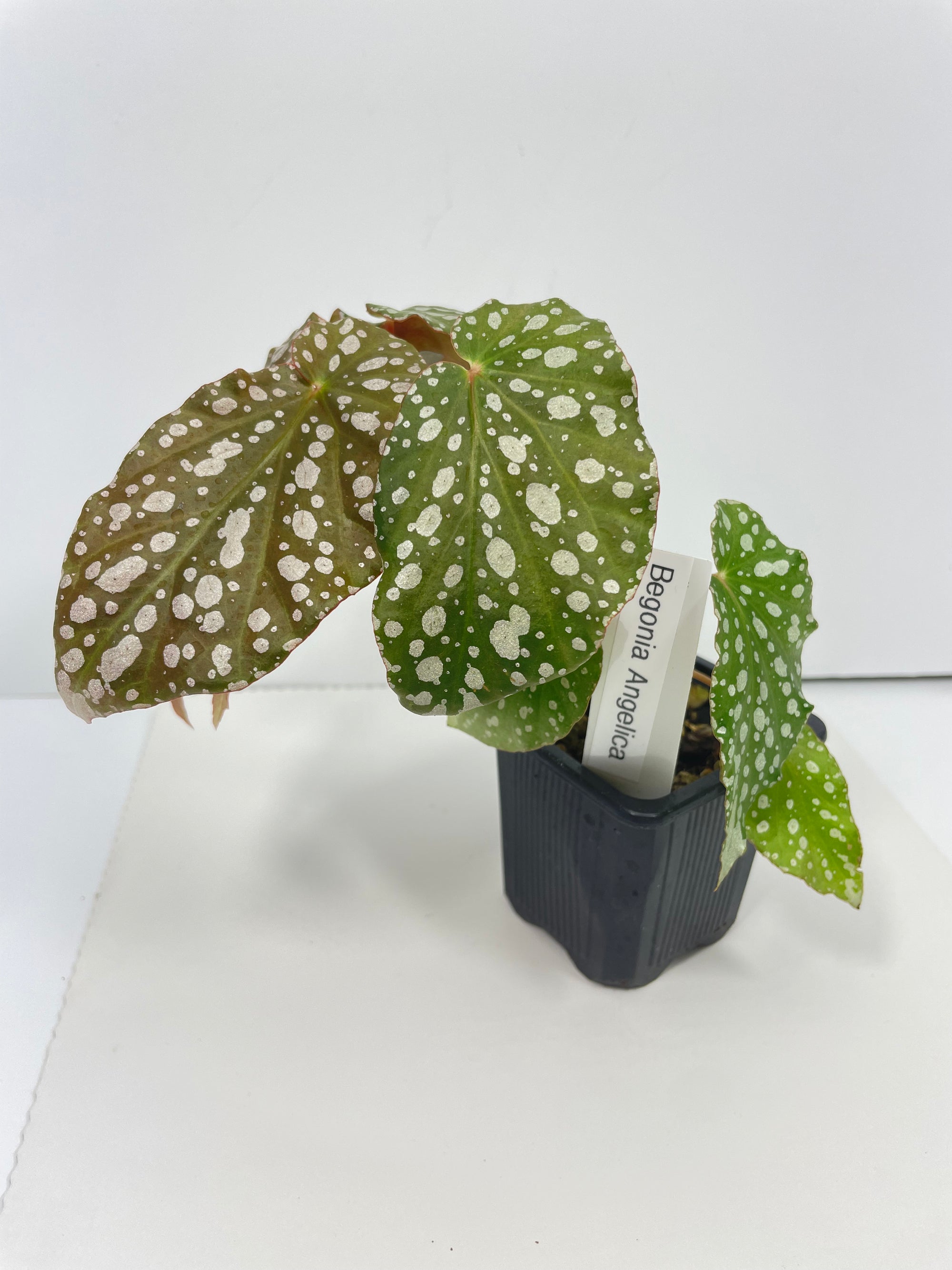 Begonia Angelica