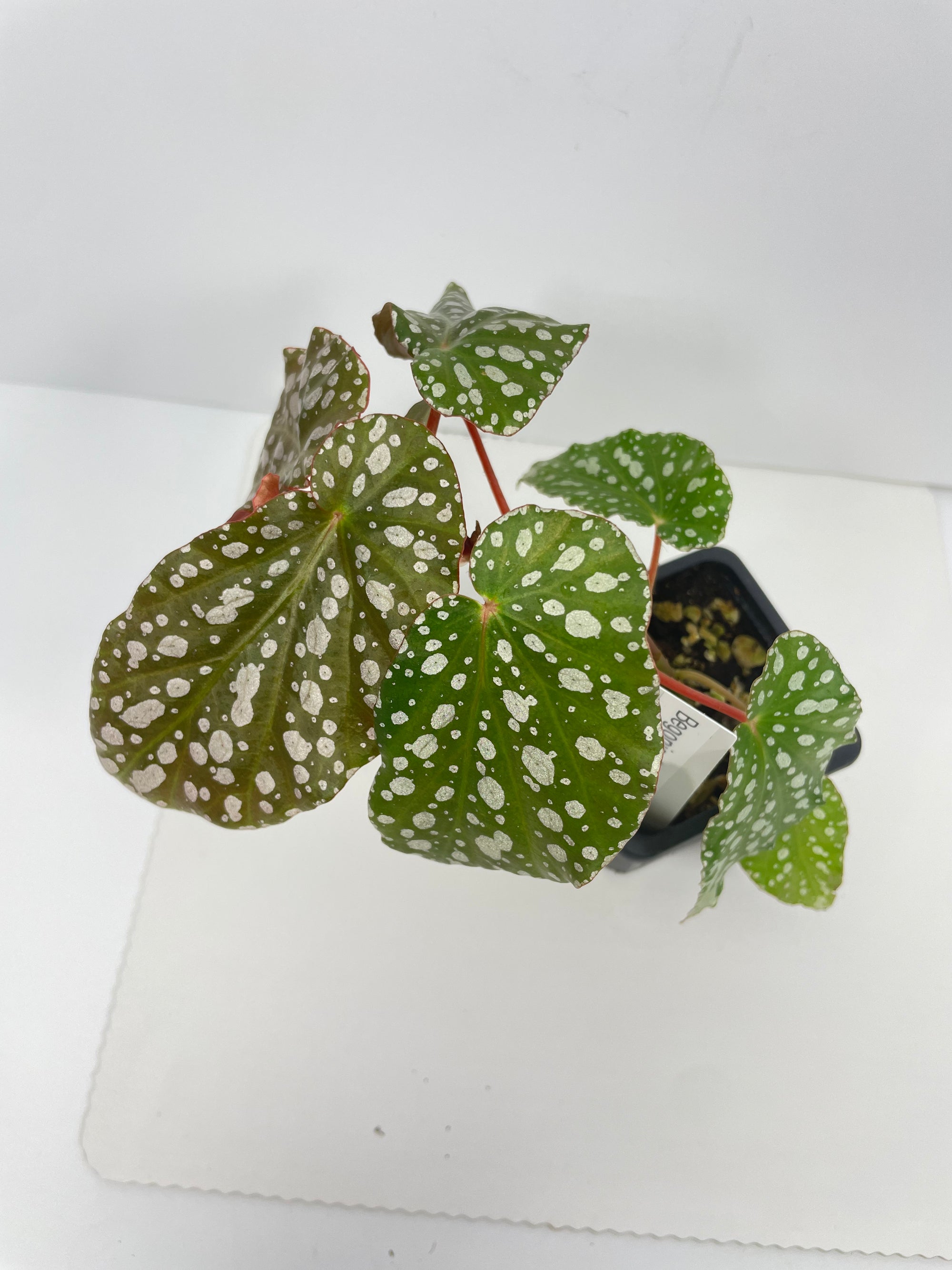 Begonia Angelica