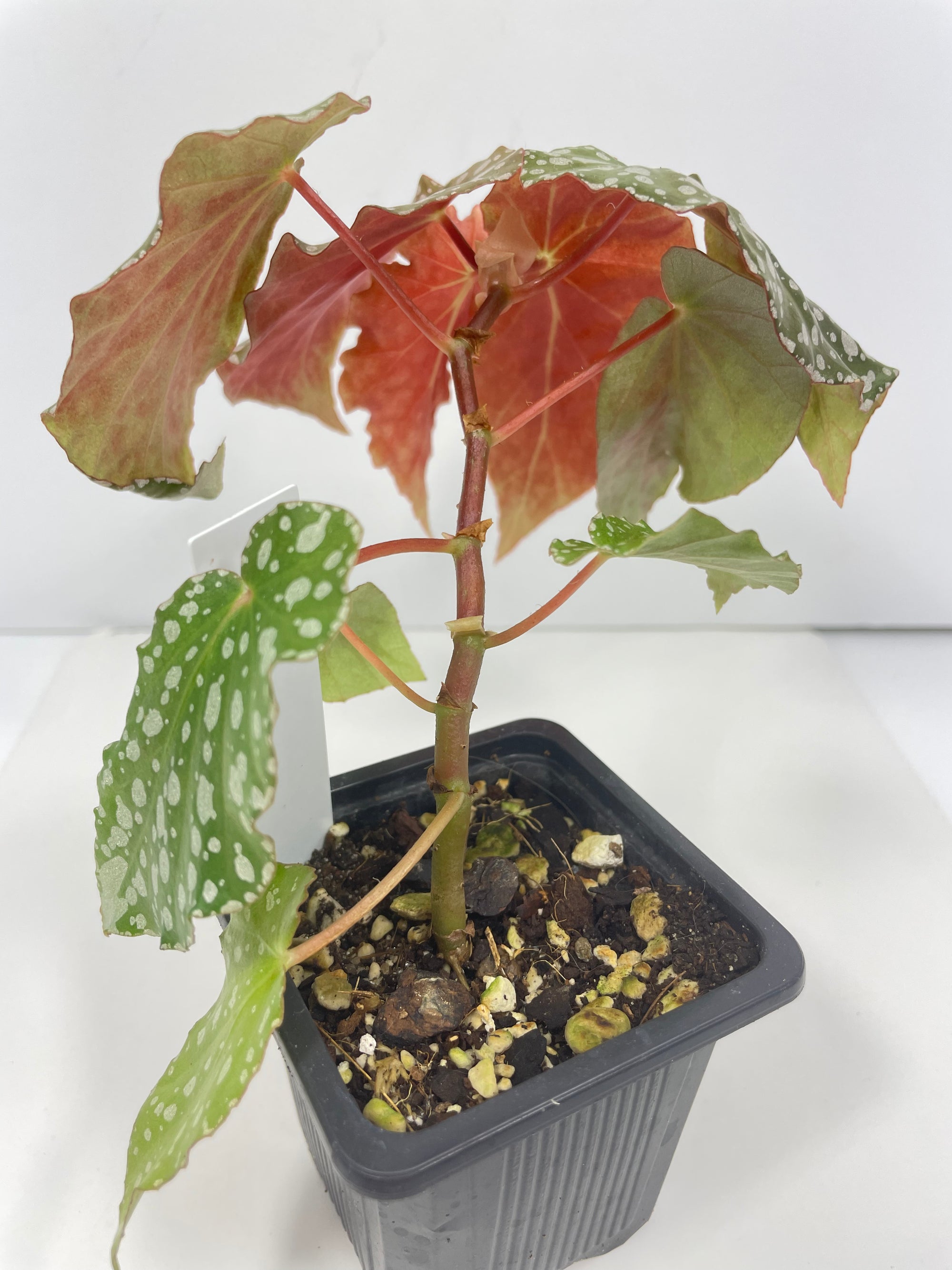 Begonia Angelica