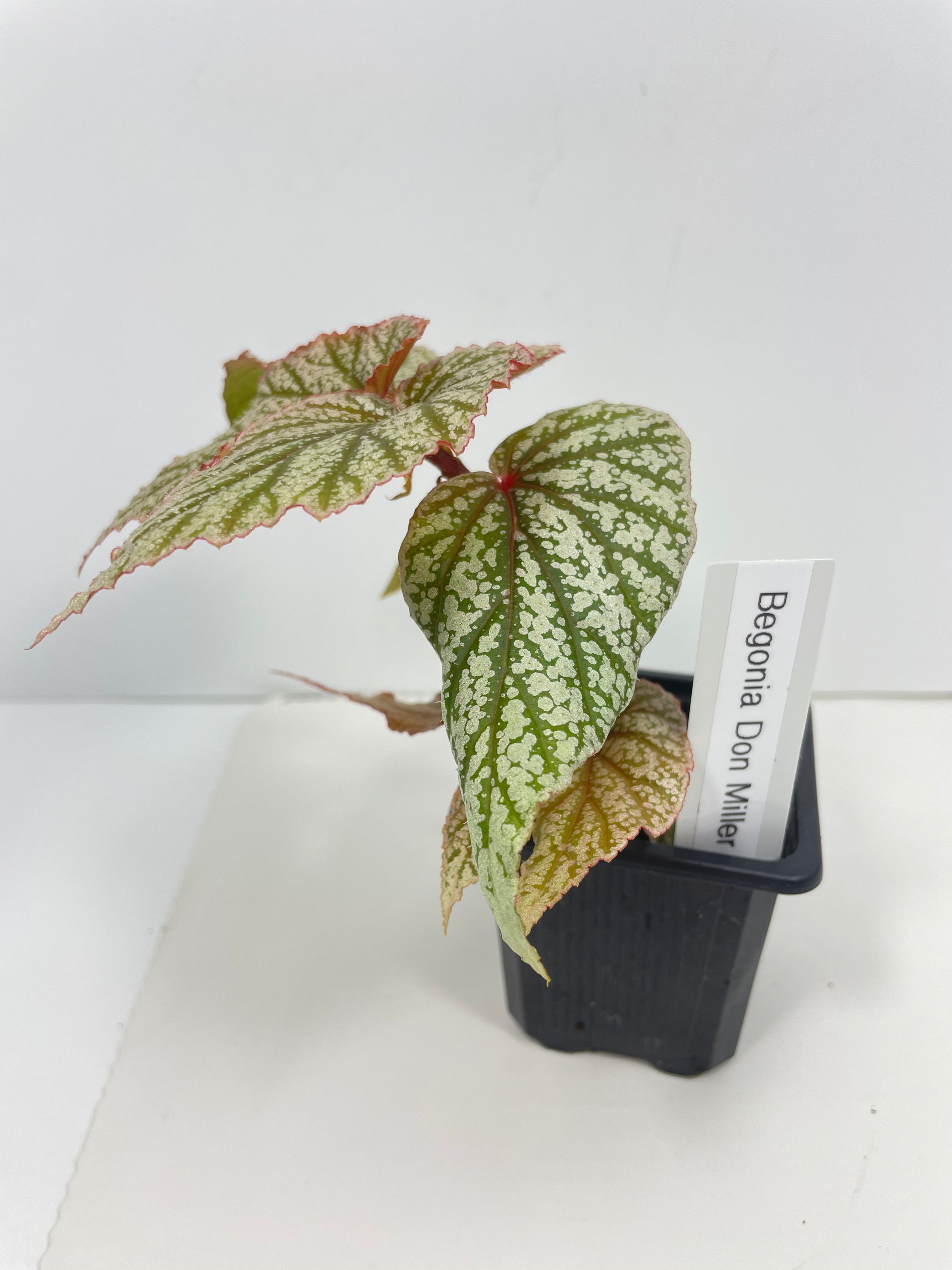 Begonia Don Miller