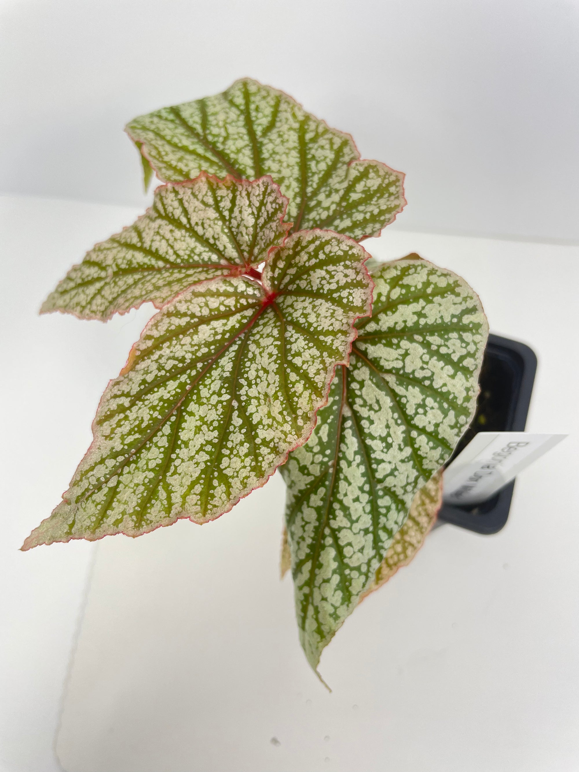 Begonia Don Miller
