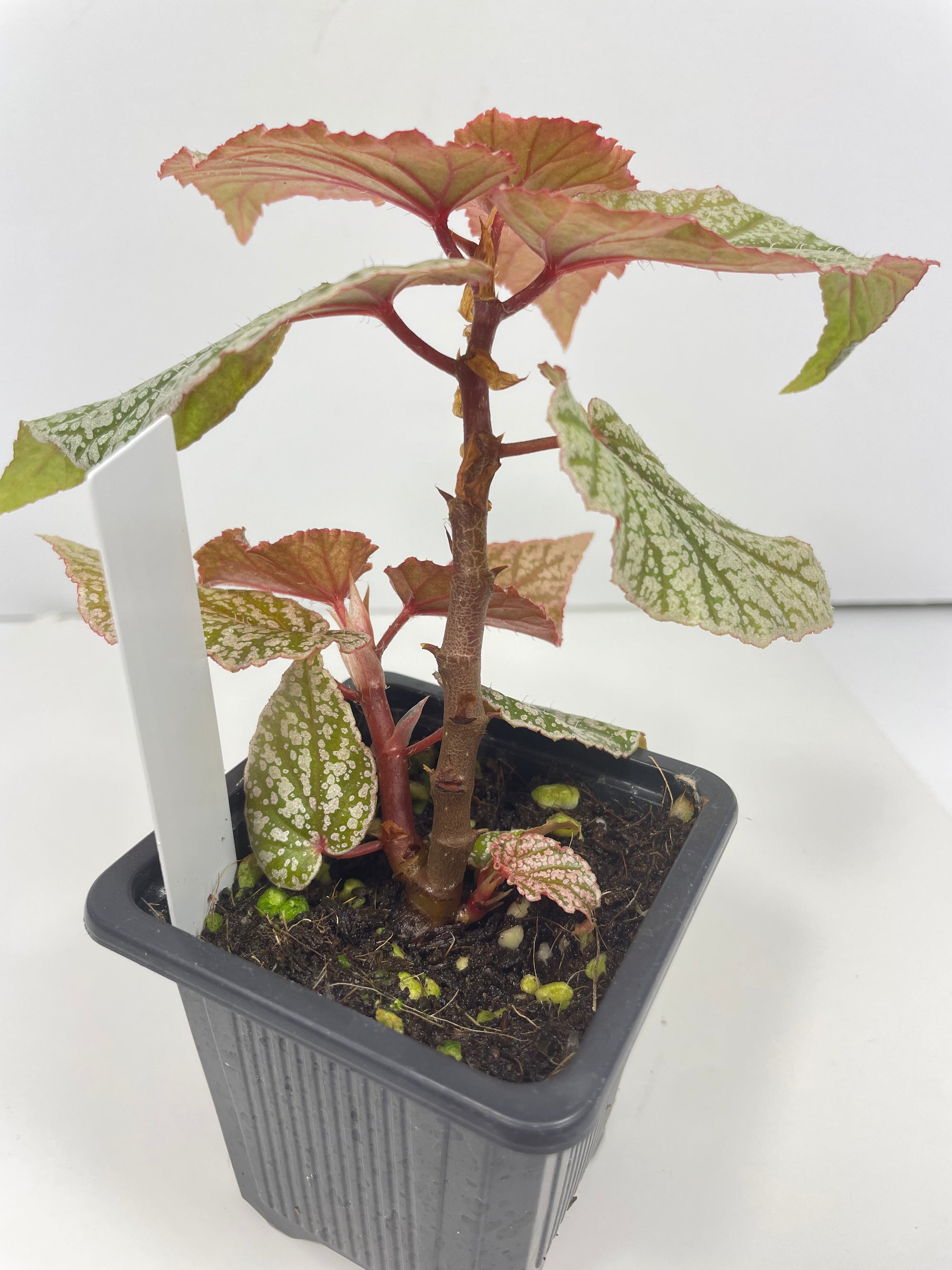 Begonia Don Miller