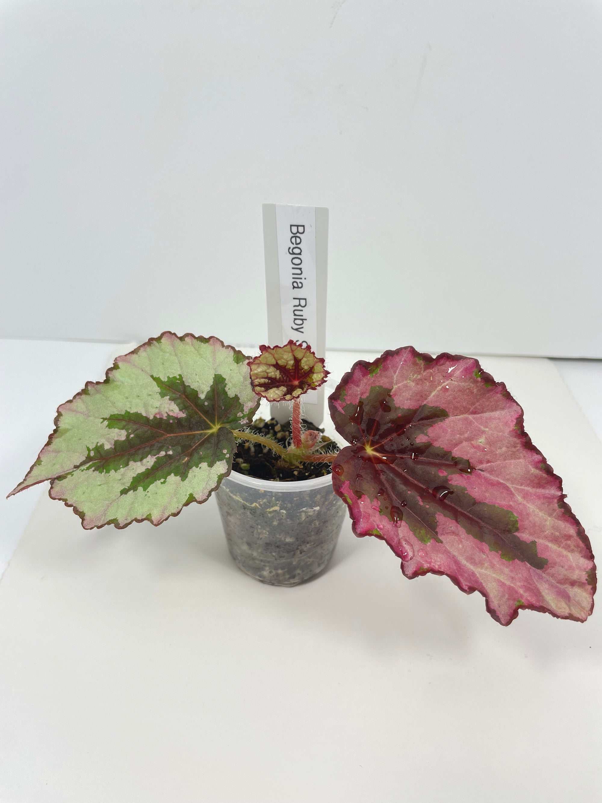 Begonia Ruby Slippers