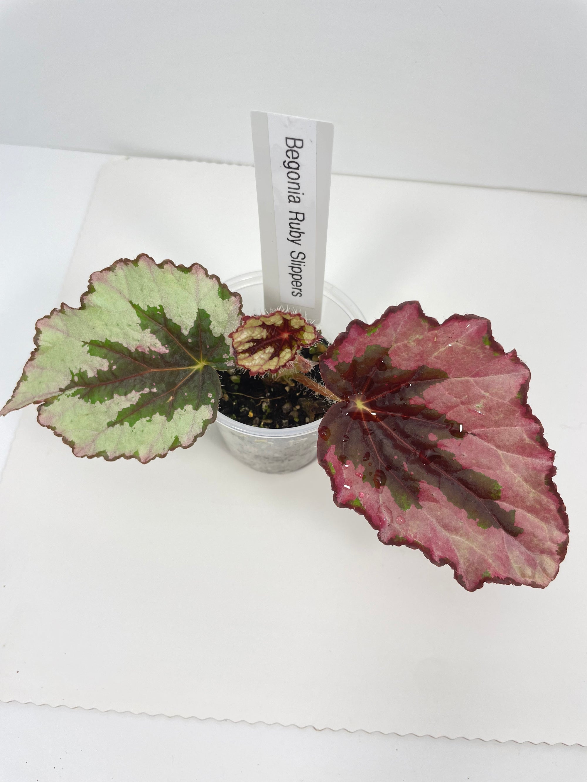Begonia Ruby Slippers