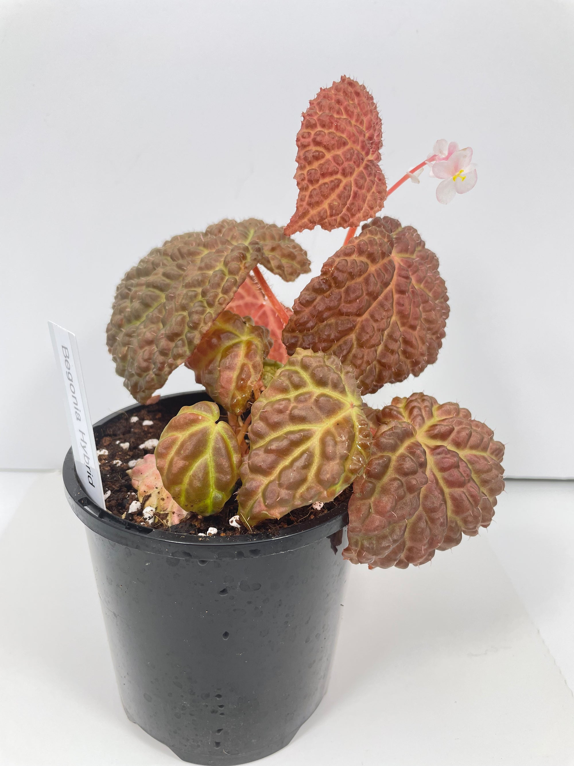 Begonia Hybrid *Baik x Dracopelta