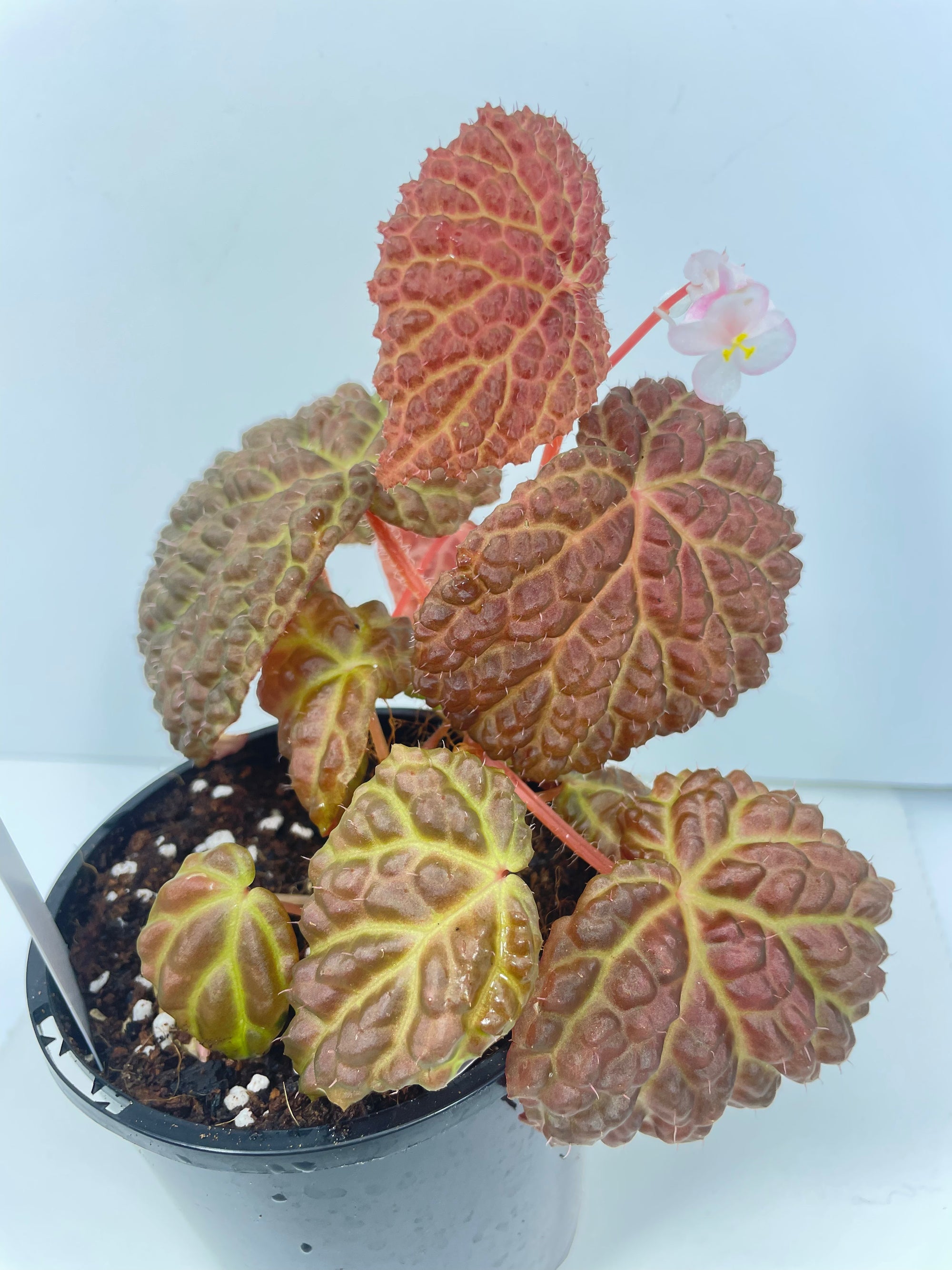 Begonia Hybrid *Baik x Dracopelta