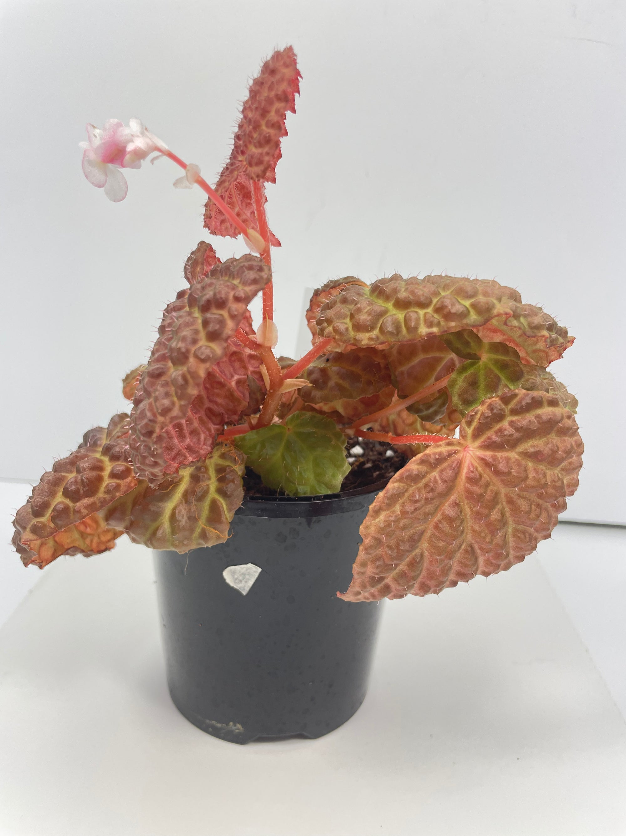 Begonia Hybrid *Baik x Dracopelta