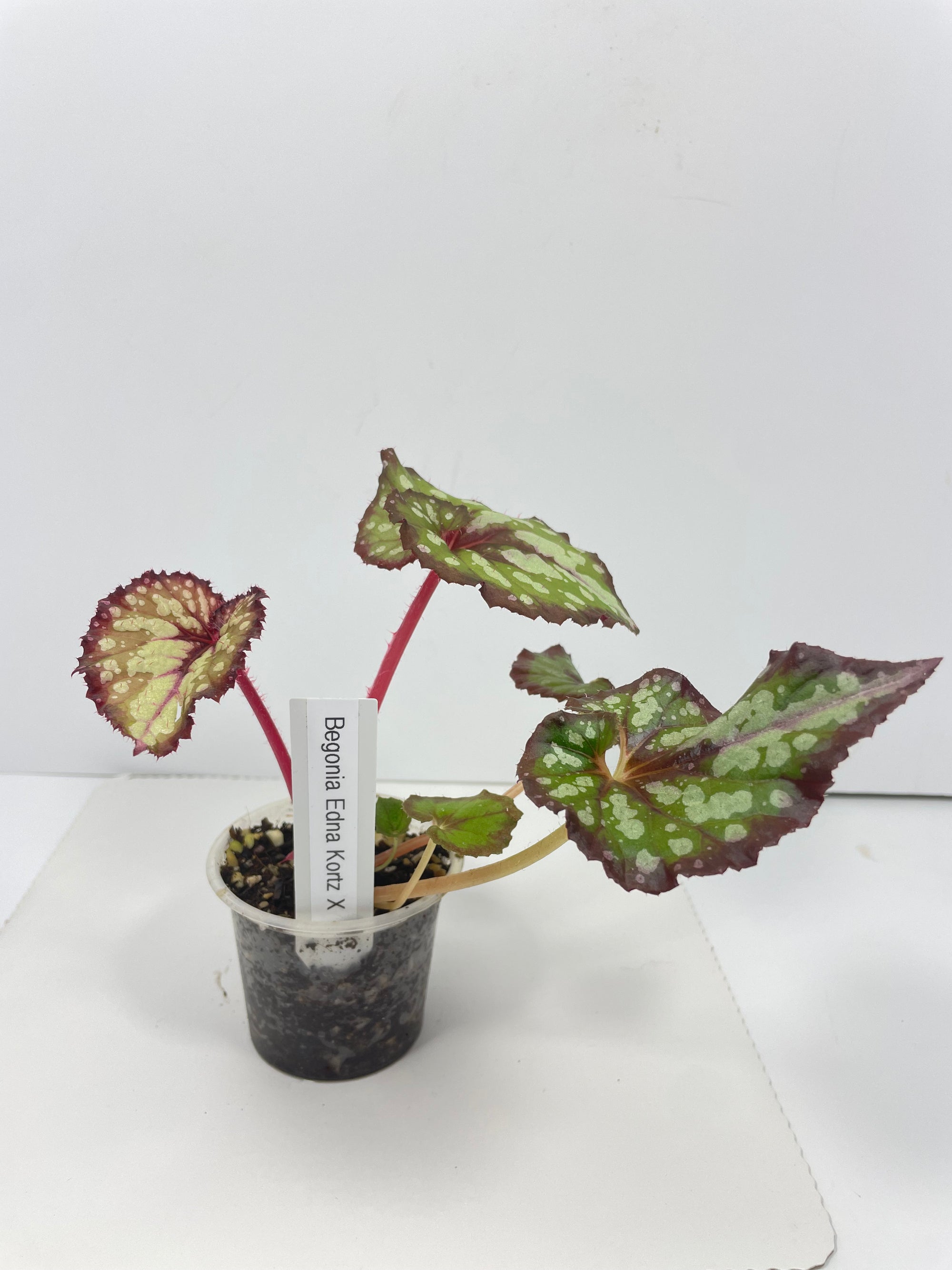 Begonia Edna Kortz X