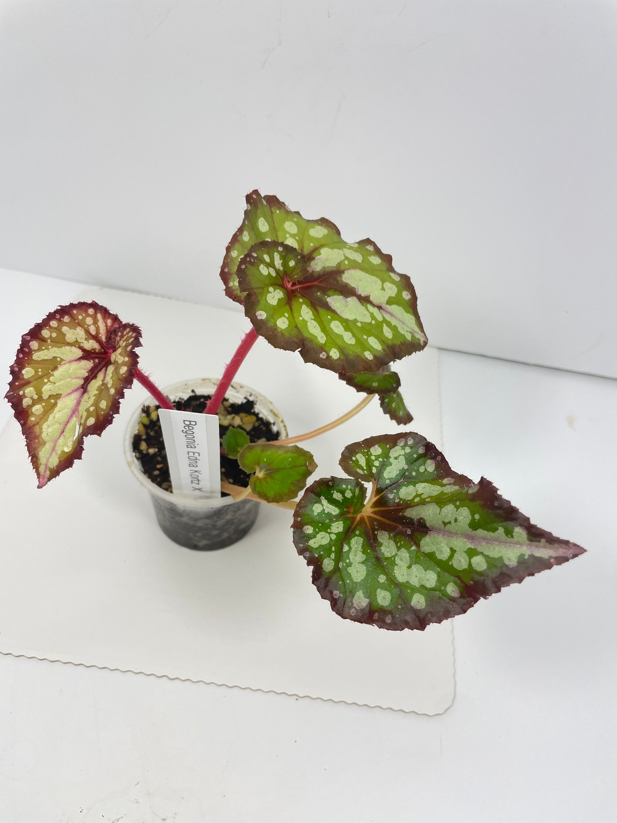 Begonia Edna Kortz X