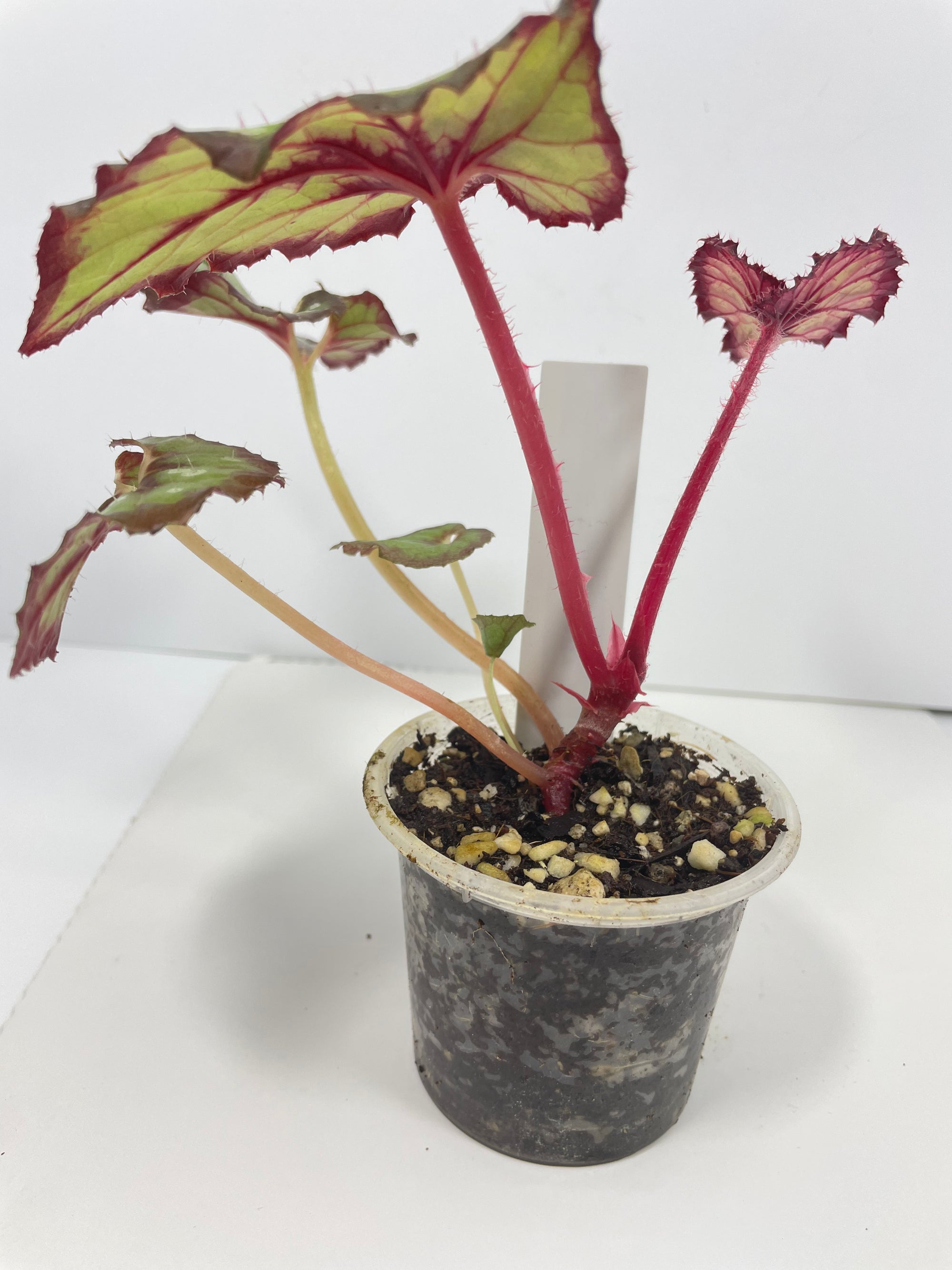 Begonia Edna Kortz X