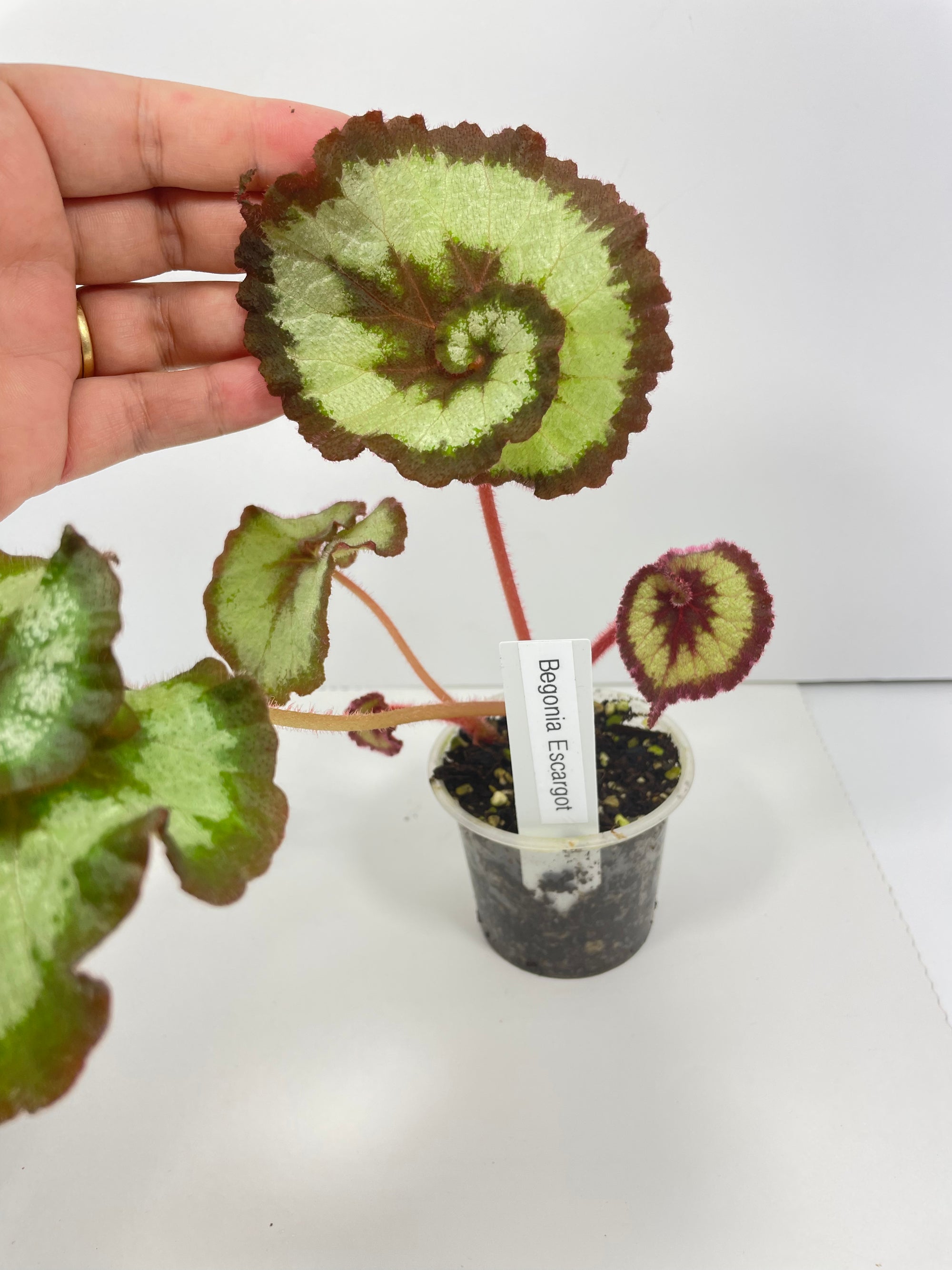 Begonia Escargot
