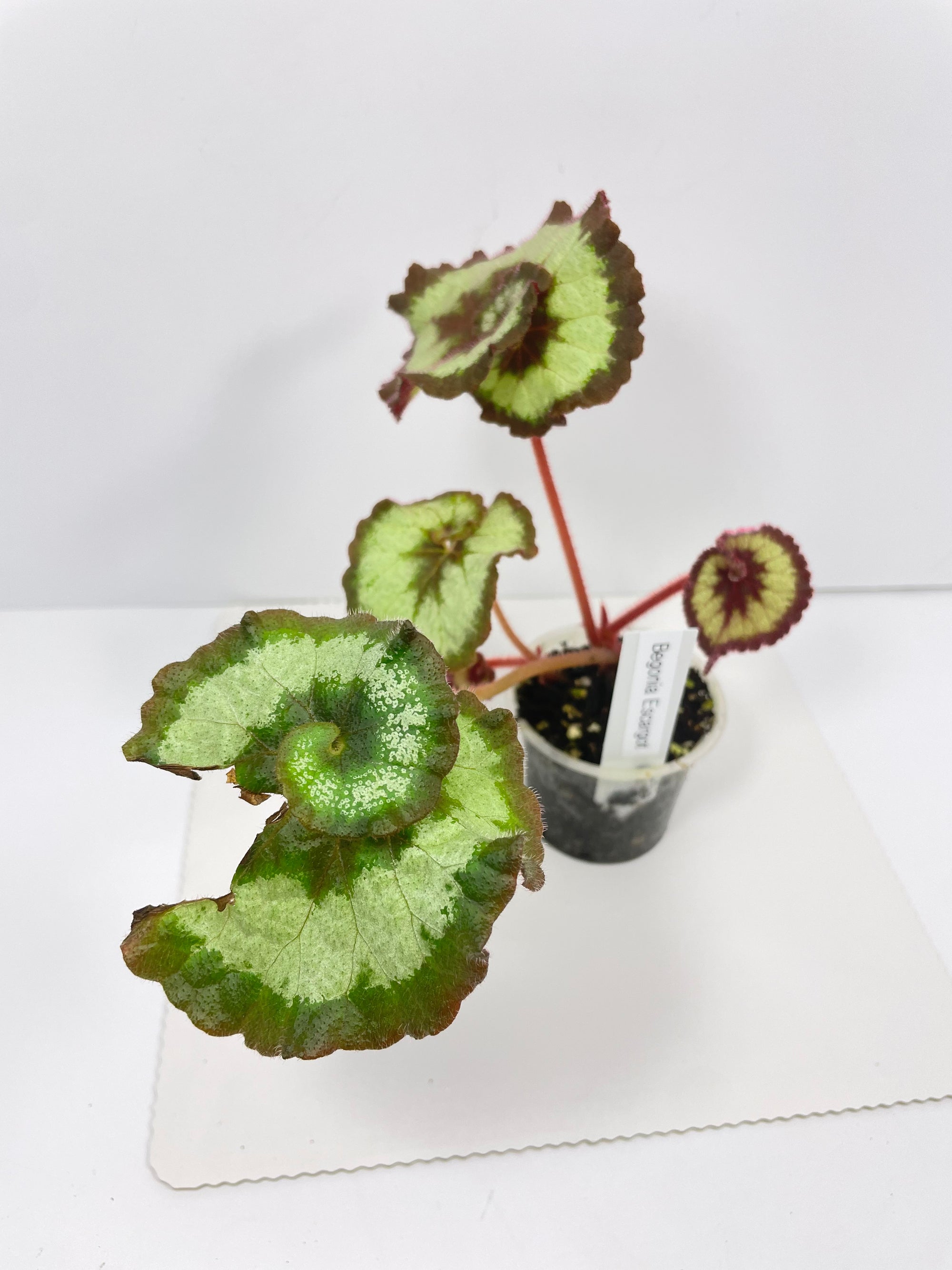 Begonia Escargot