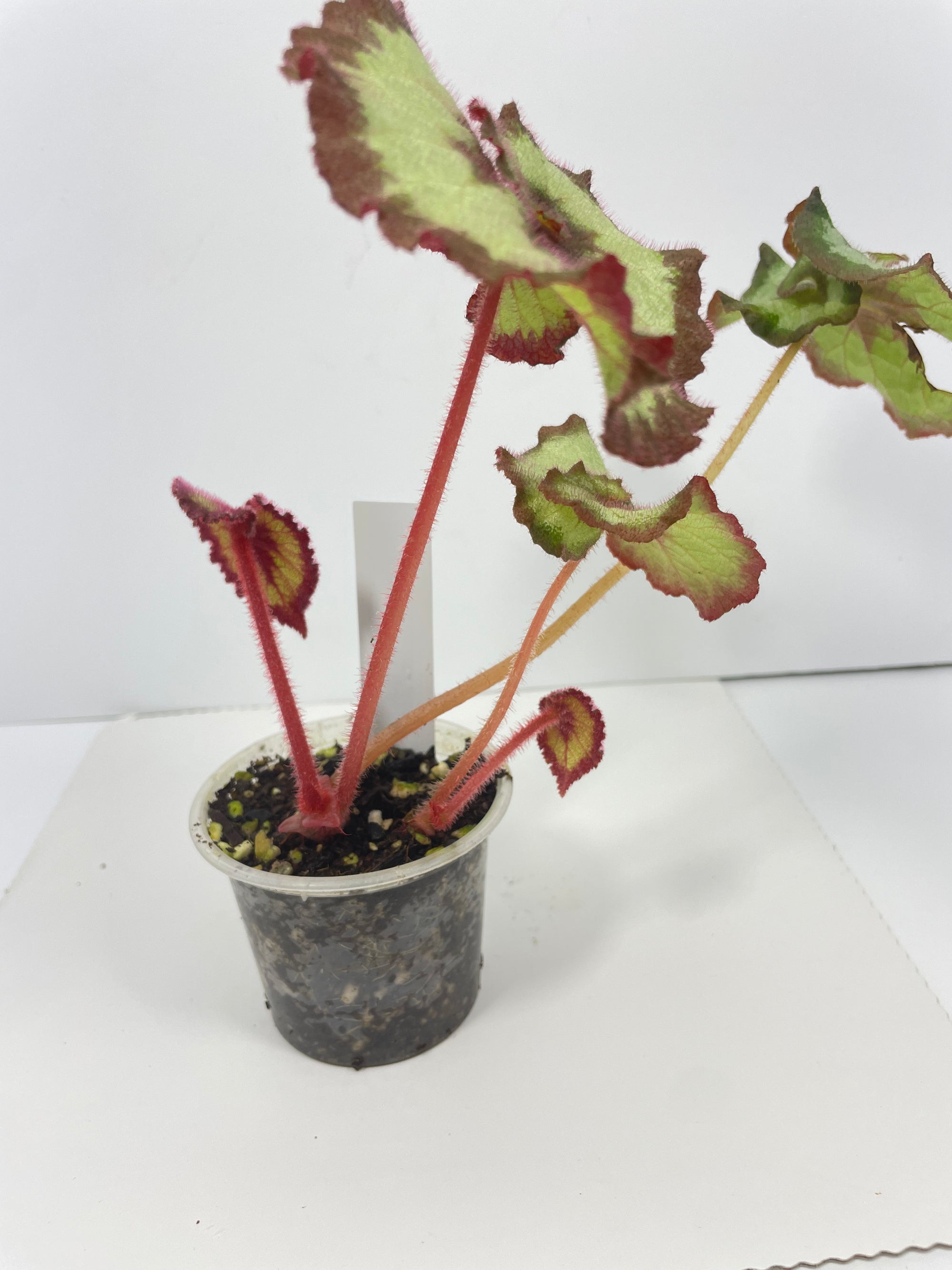 Begonia Escargot