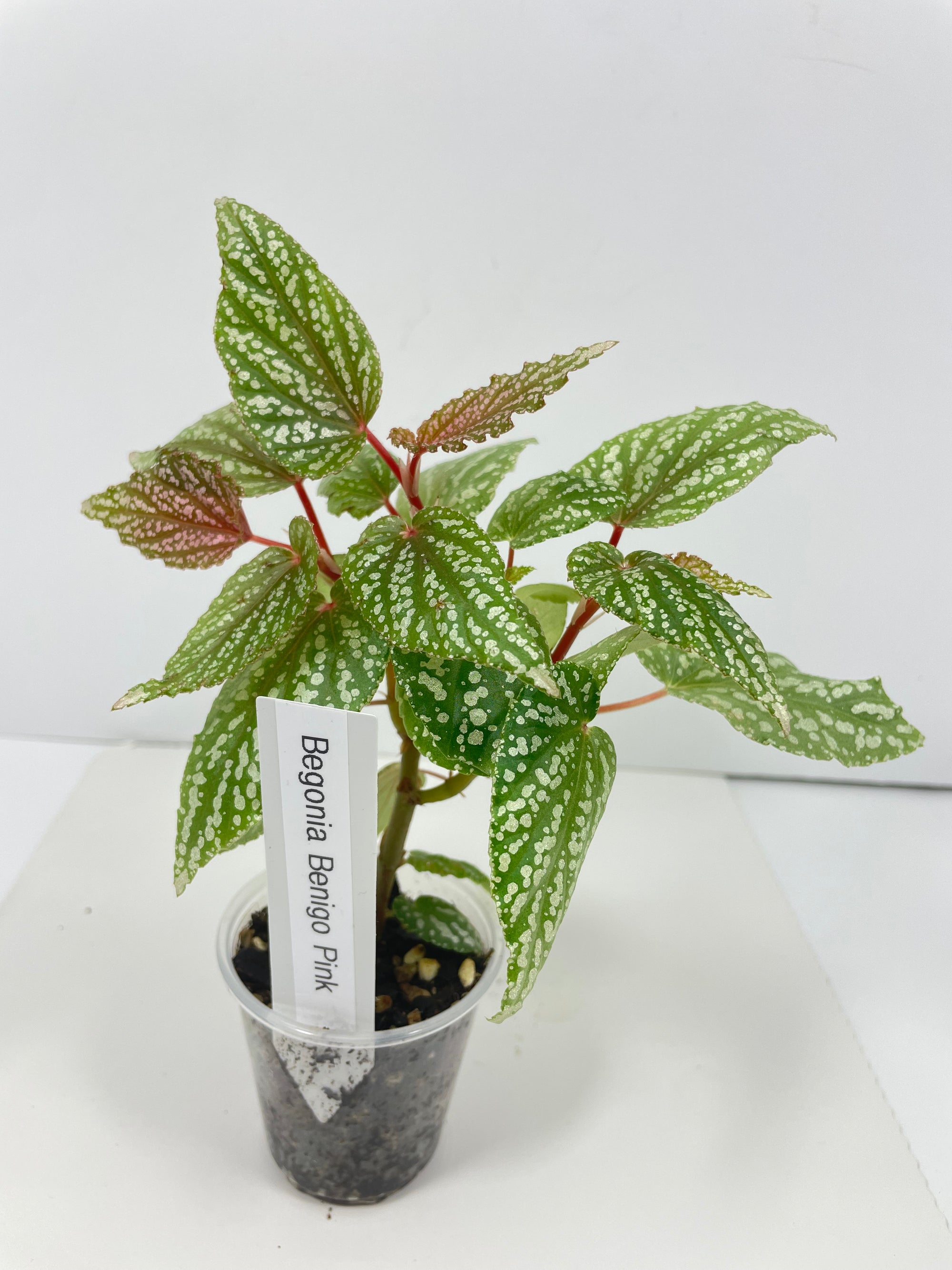 Begonia Benigo Pink