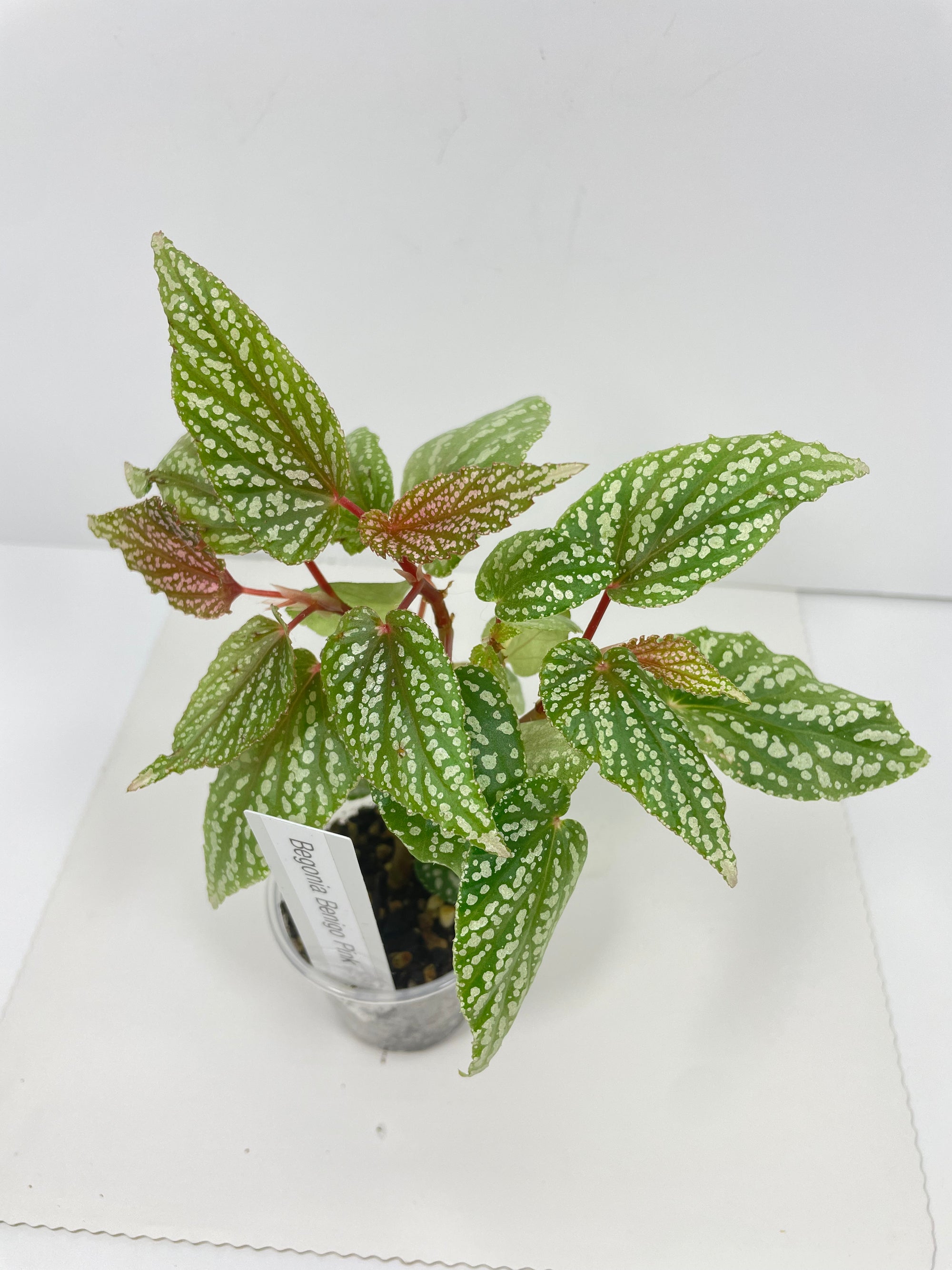 Begonia Benigo Pink