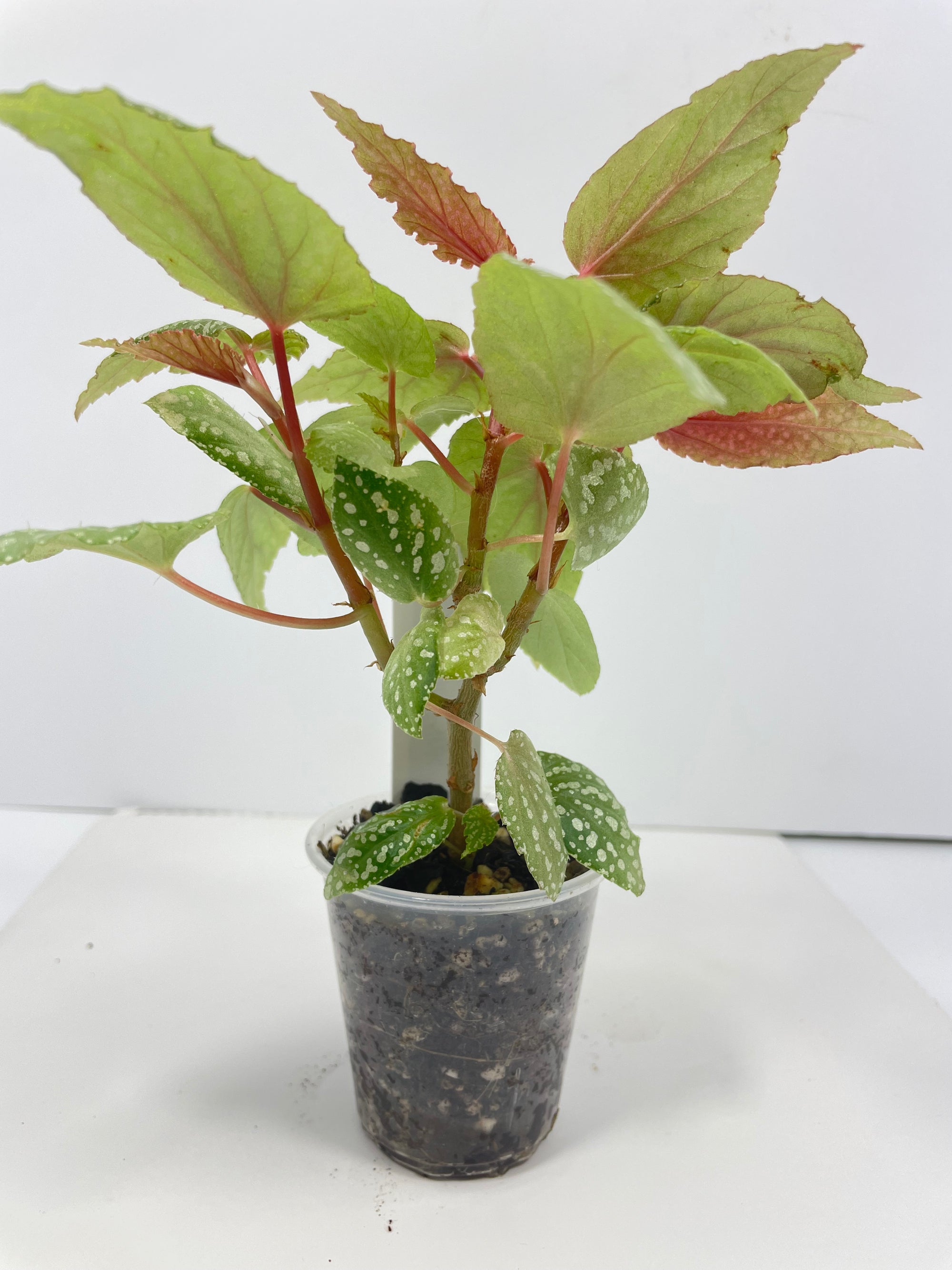 Begonia Benigo Pink