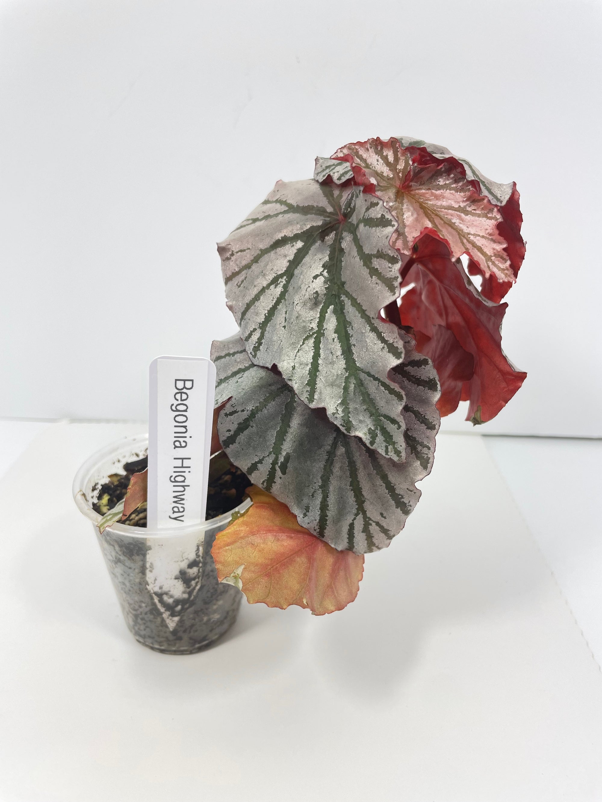 Begonia Highway