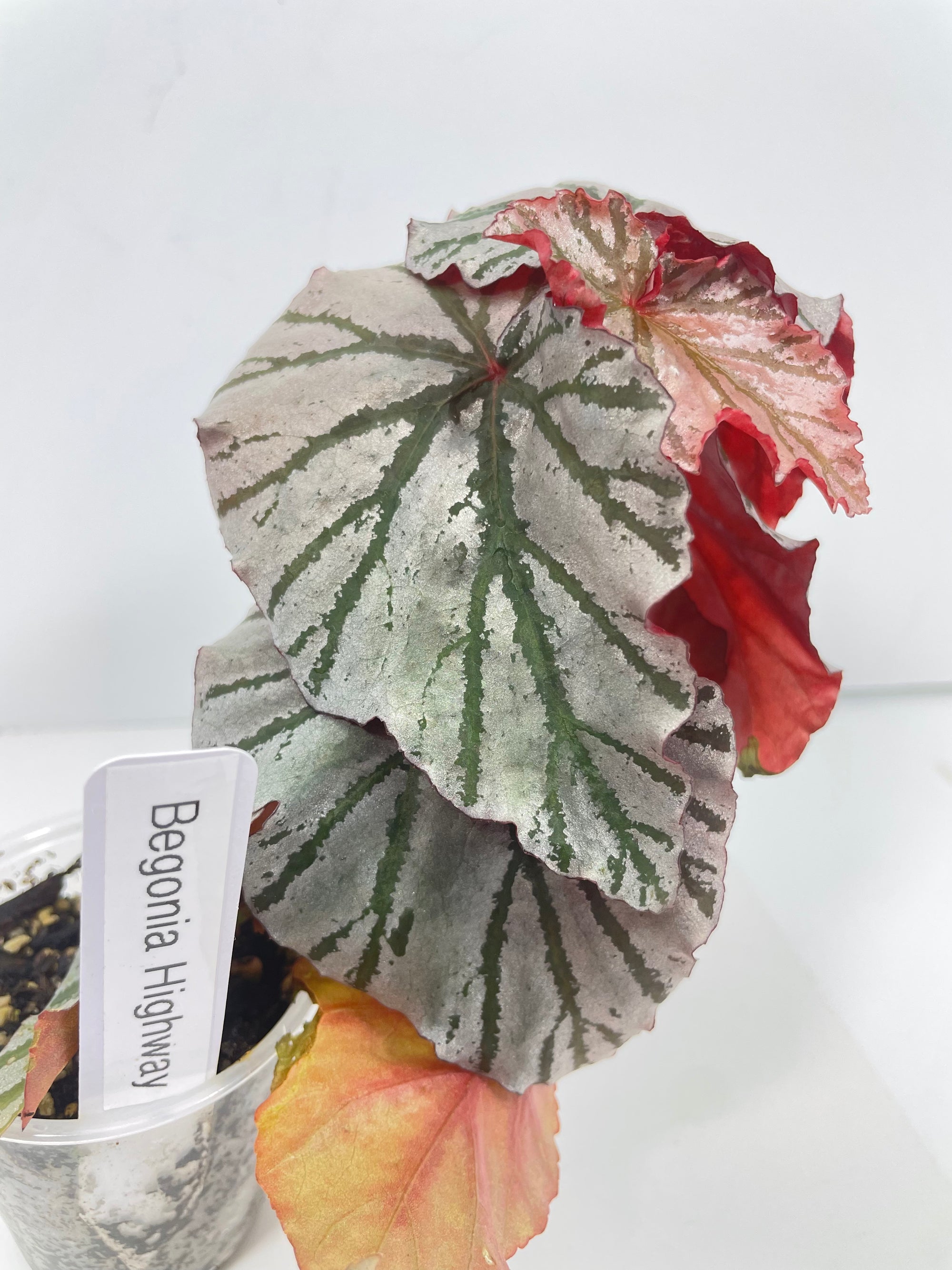 Begonia Highway