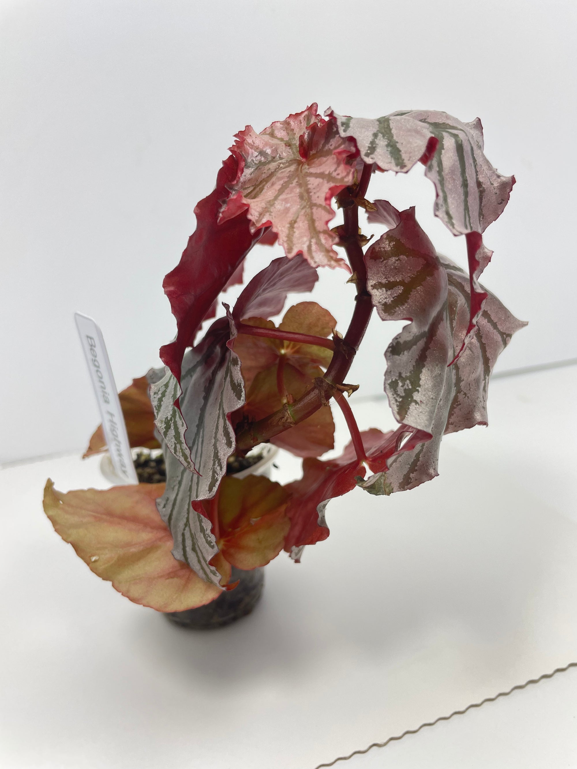 Begonia Highway