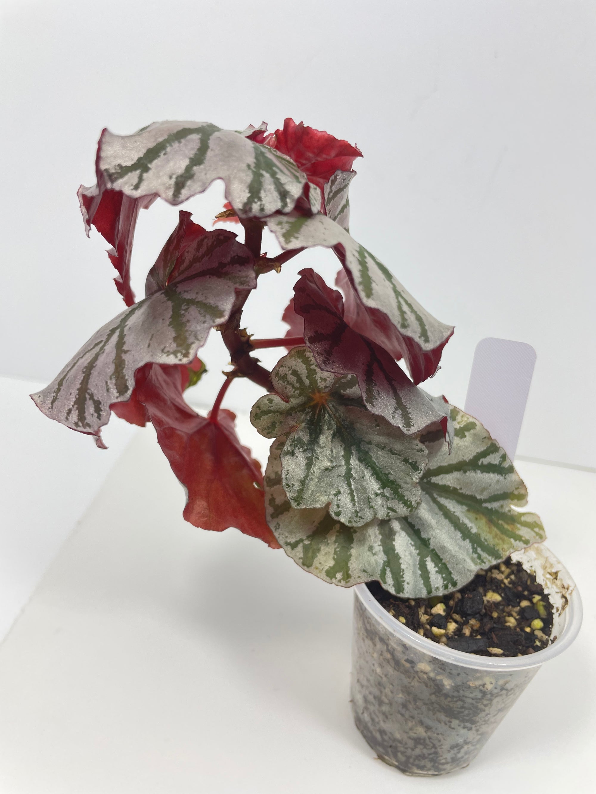 Begonia Highway