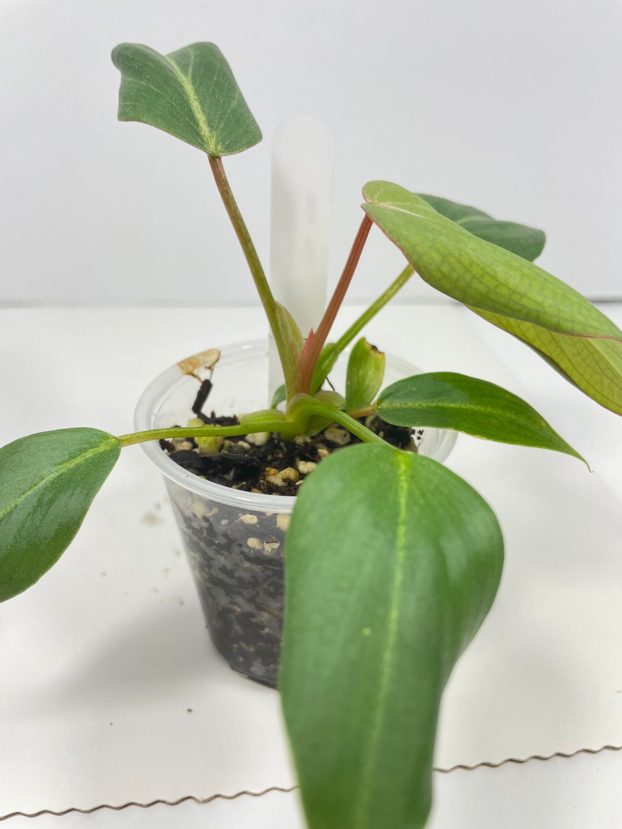 Philodendron Gloriosum White Vein