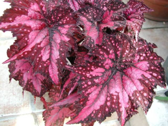 Begonia Wildfire