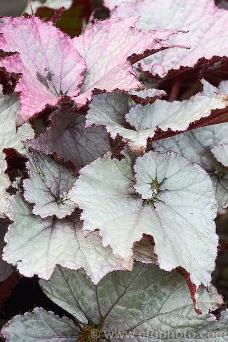 Begonia Jack Frost