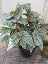 Begonia Don Miller
