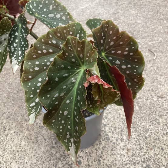 Begonia Angelica