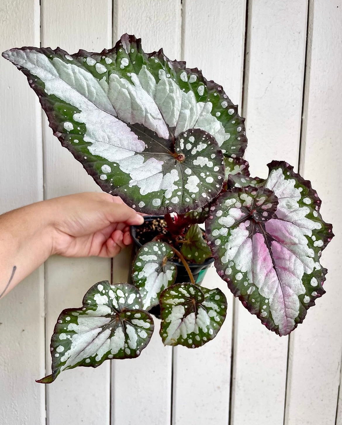 Begonia Edna Kortz X