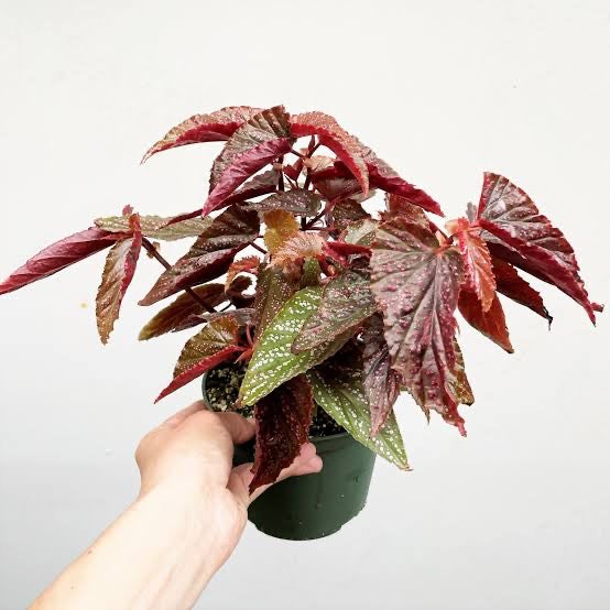 Begonia Benigo Pink