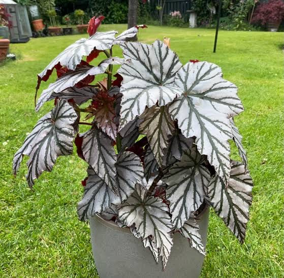 Begonia Highway