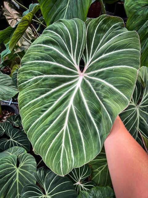 gloriosum philodendron nz Philodendron Gloriosum White Vein