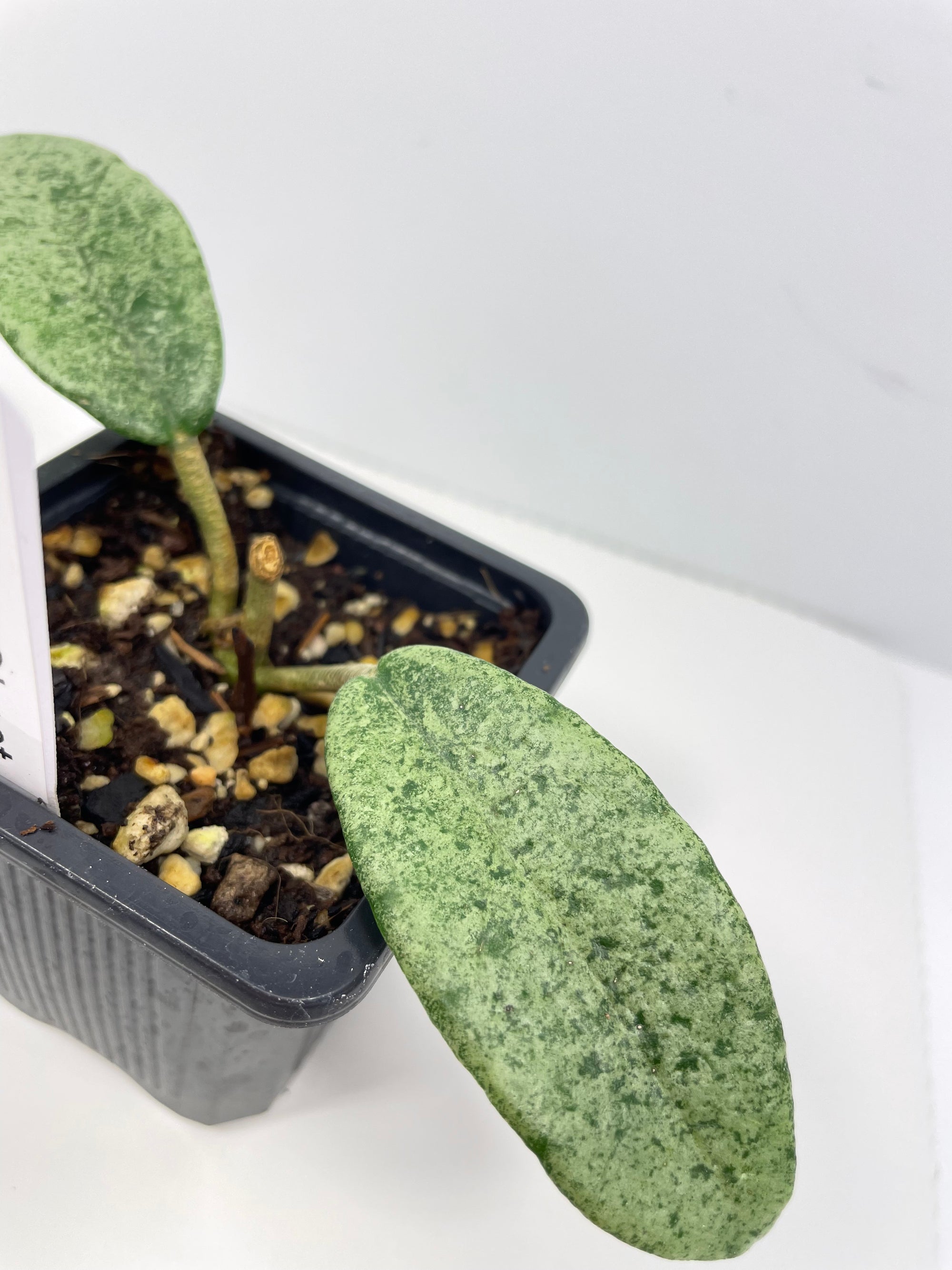 Hoya Carnosa- Grey Ghost