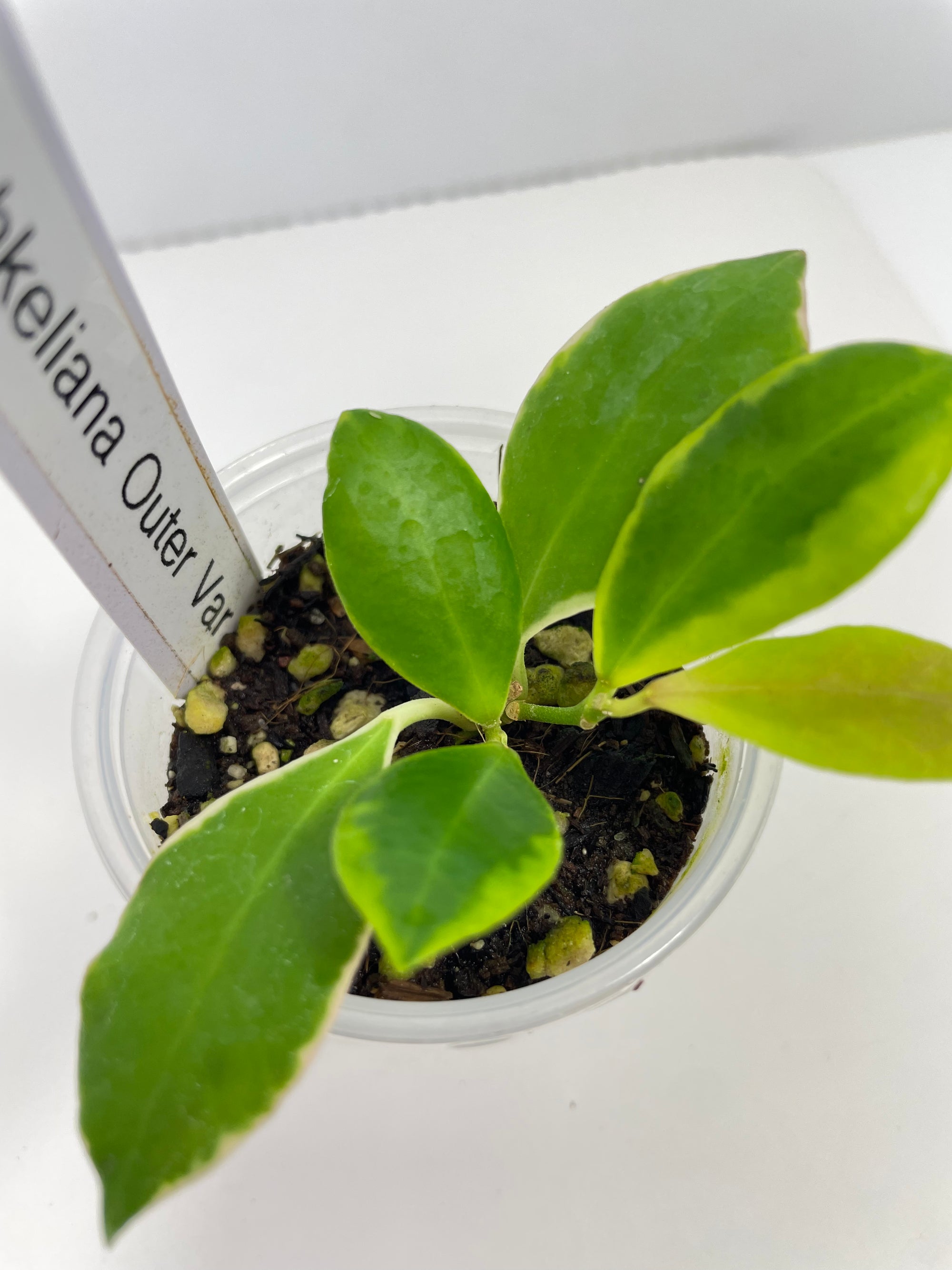 Hoya Heuschkeliana- Outer Variegated