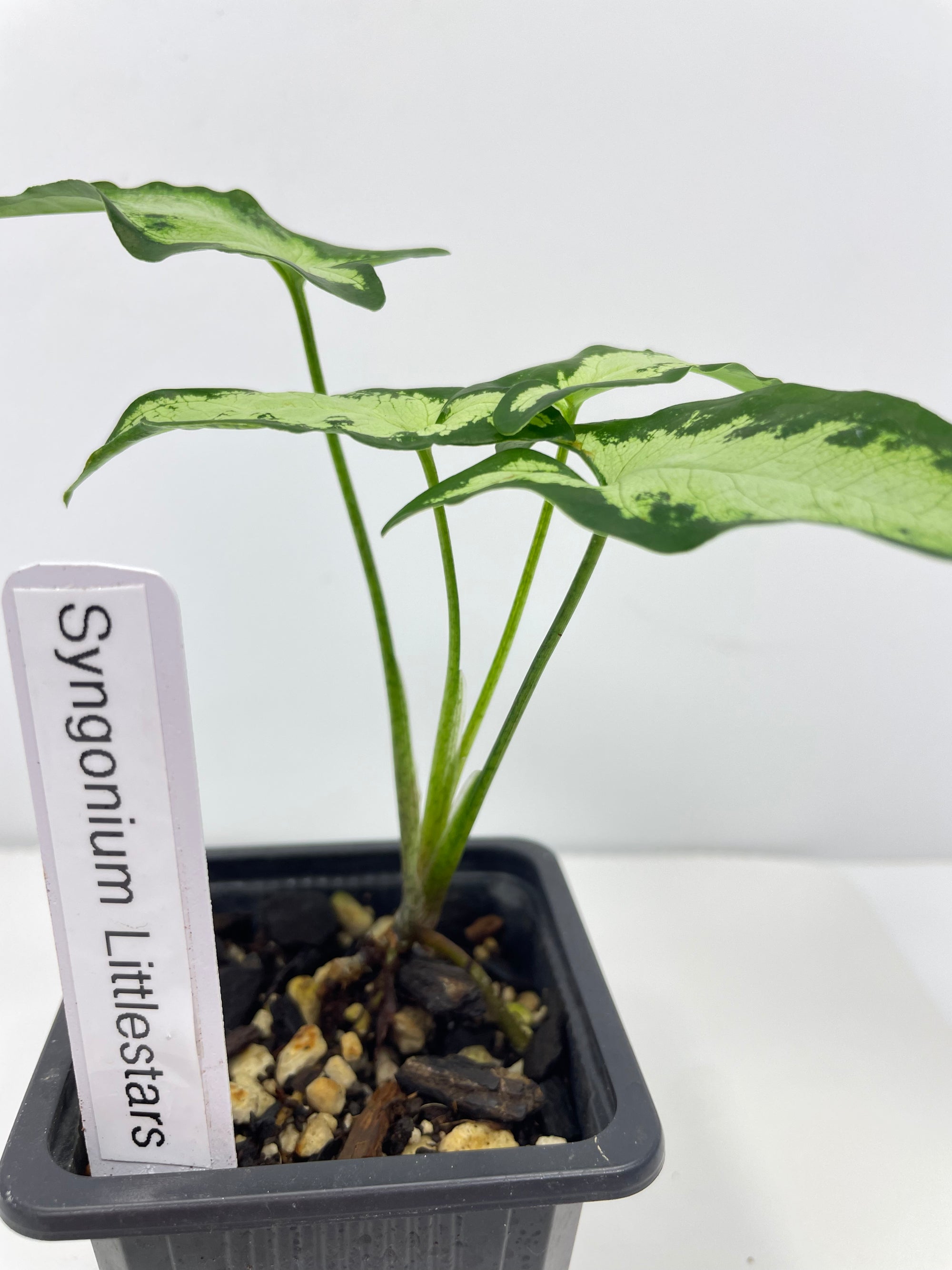 Syngonium Little Stars