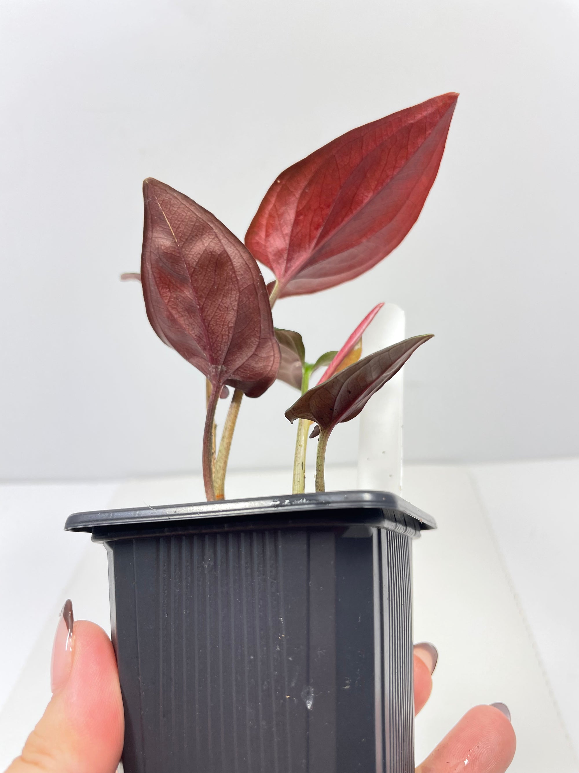 Syngonium Red Arrow-Small