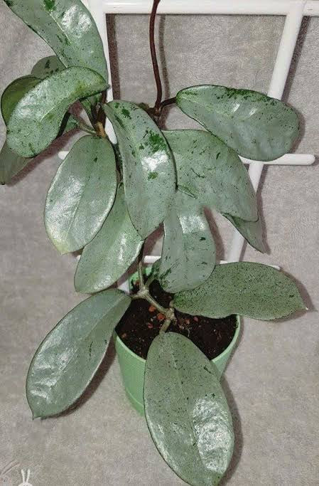 Hoya Carnosa- Grey Ghost