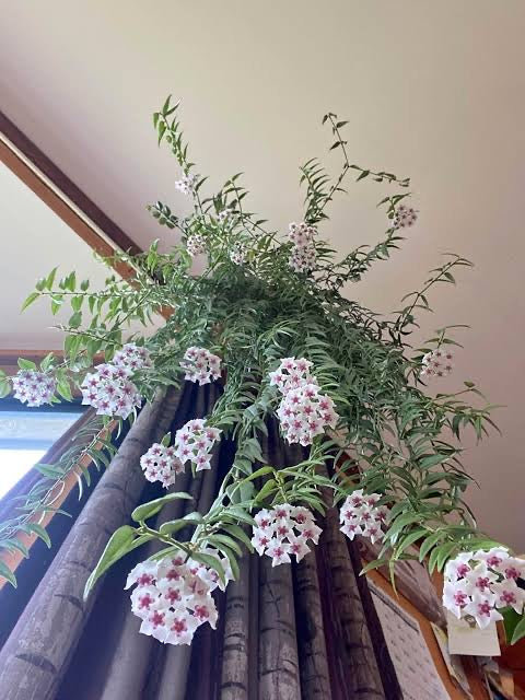 Hoya Bella