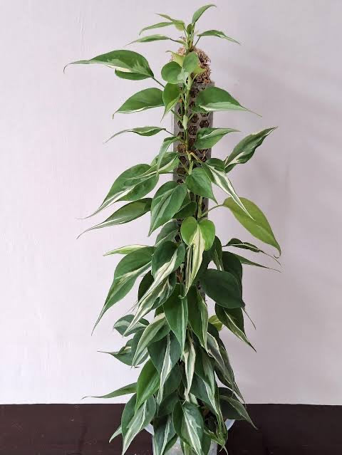 brasil philodendron nz Philodendron Heartleaf Rio – The Rare Plantation Nz