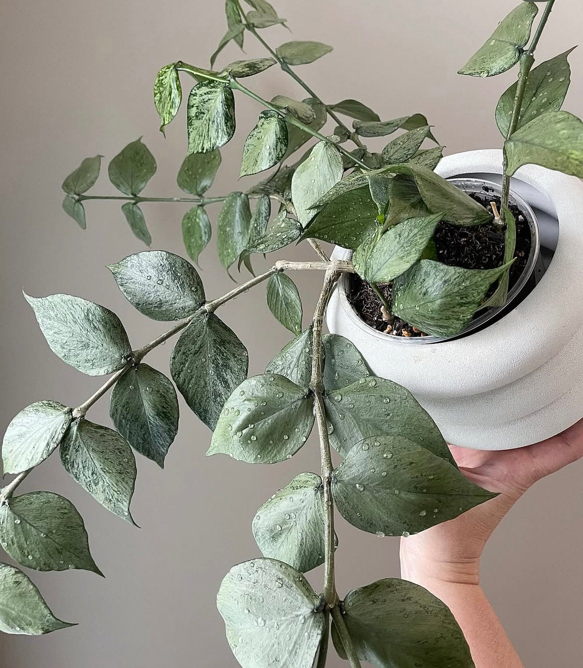 Hoya Fishtail- Super Silver