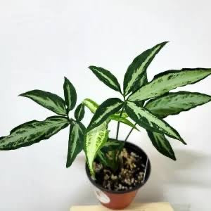 Syngonium Little Stars