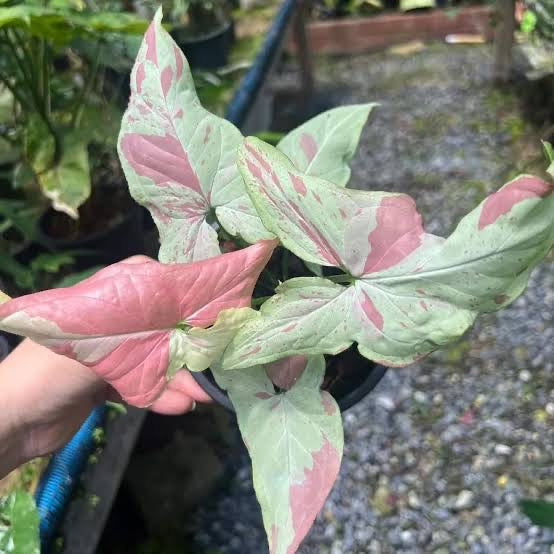 Syngonium Pink Salmon