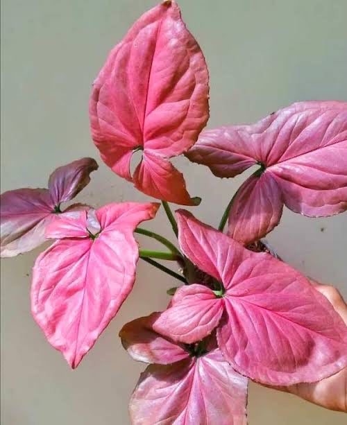 Syngonium Pink Perfection