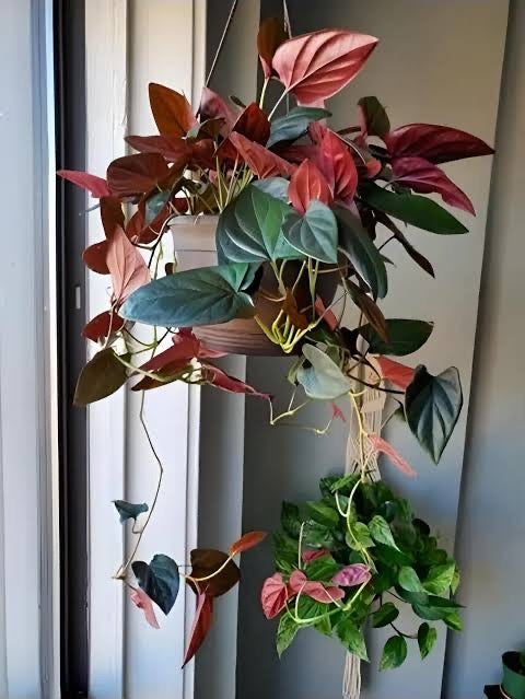 Syngonium Red Arrow-Small